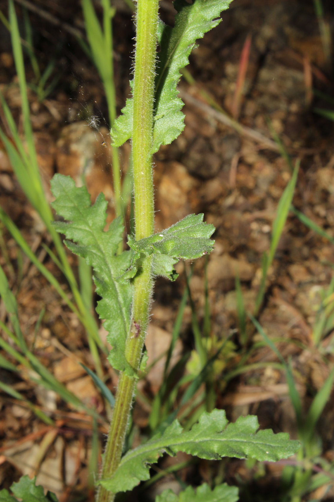 Senecio lividus / Senecione livido